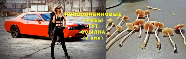 прущие грибы Белоозёрский